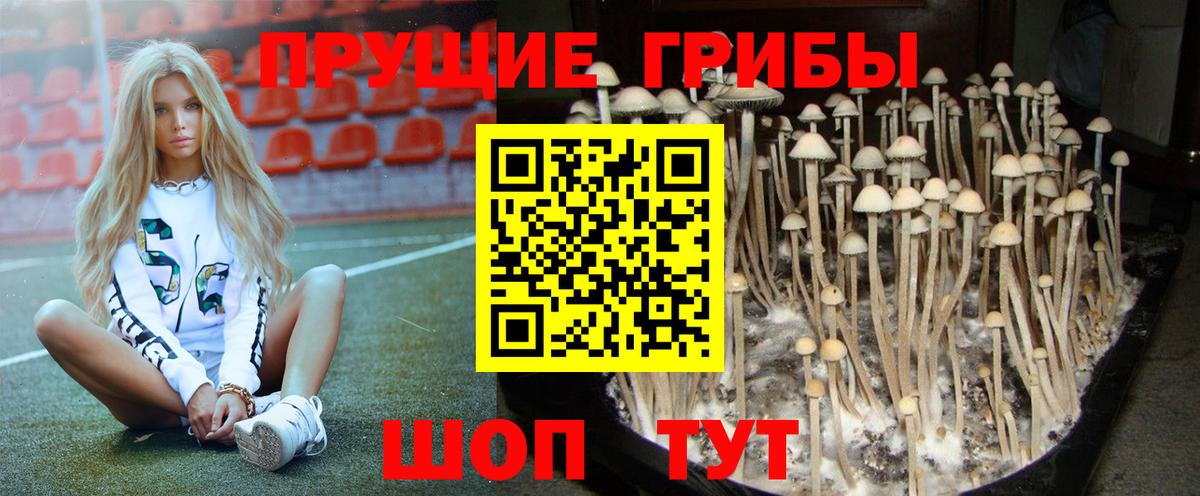 Галлюциногенные грибы Magic Shrooms  Вход с VPN  Ставрополь  Галлюциногенные грибы мицелий 
